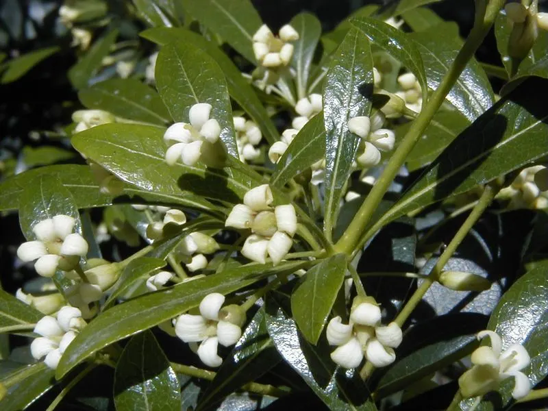 Pittosporum