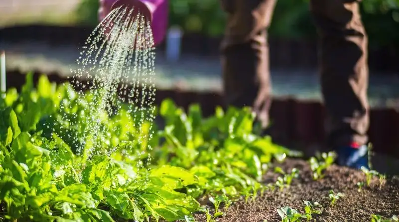 Plan for Efficient Water Usage