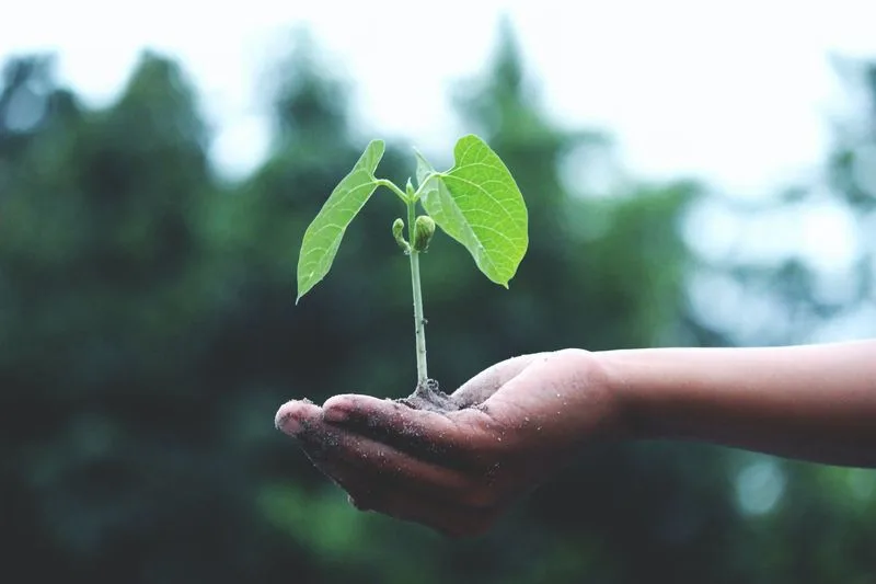 Plan for Plant Growth