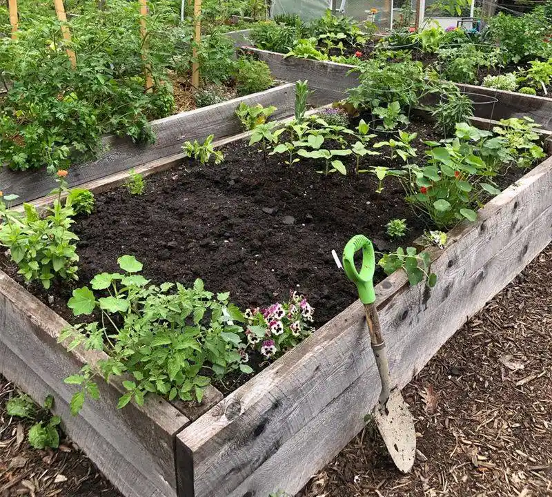 Planning for Succession Planting