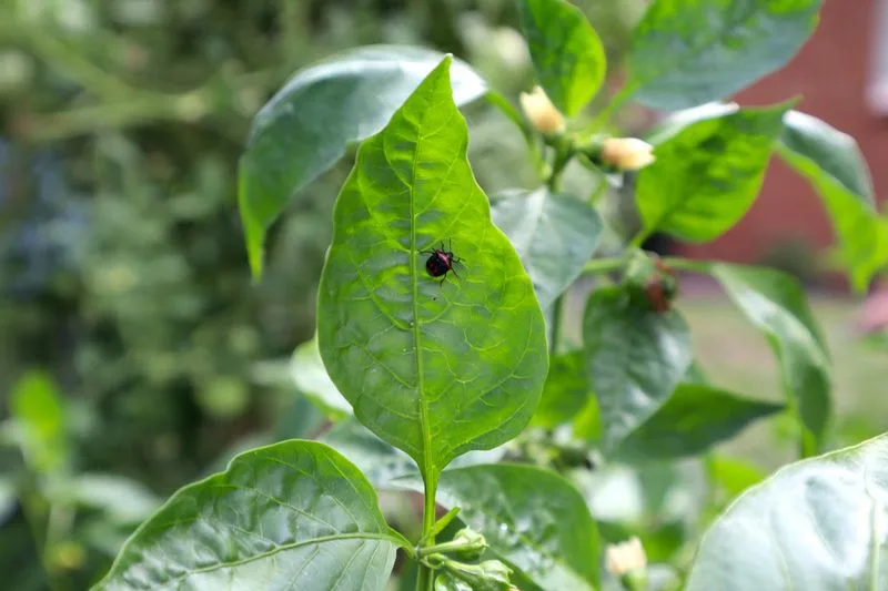 Plant Diseases