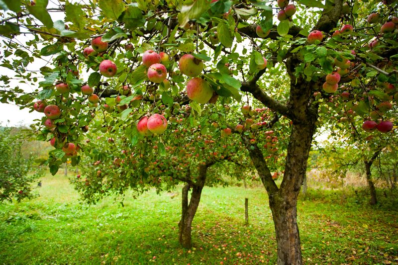 Plant Fruit Trees