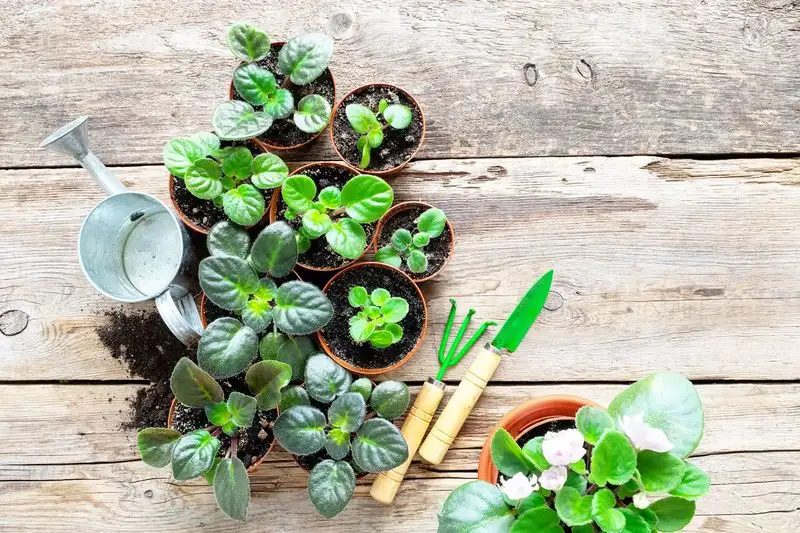 Plant Propagation Techniques