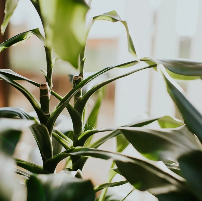 Plant Selection