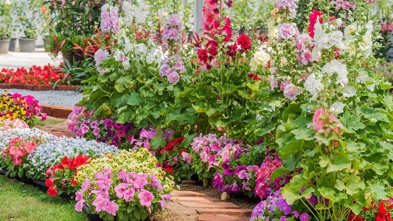 Plant Spring Annuals