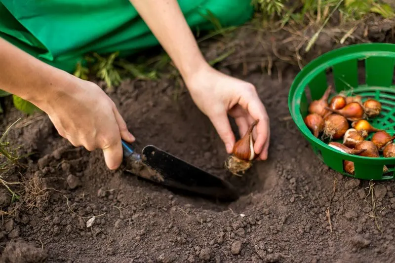 Planting Bulbs Too Deep