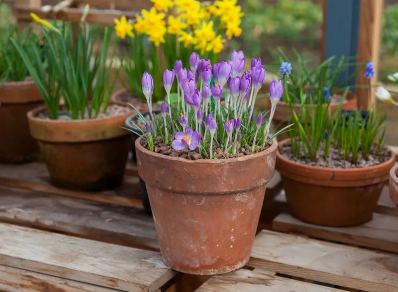 Planting Bulbs in Layers