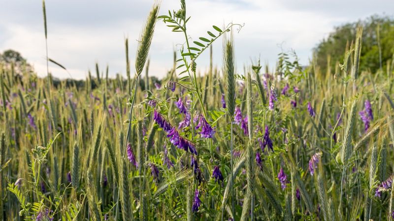 Planting Nitrogen Fixers