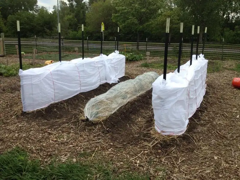 Planting Too Early