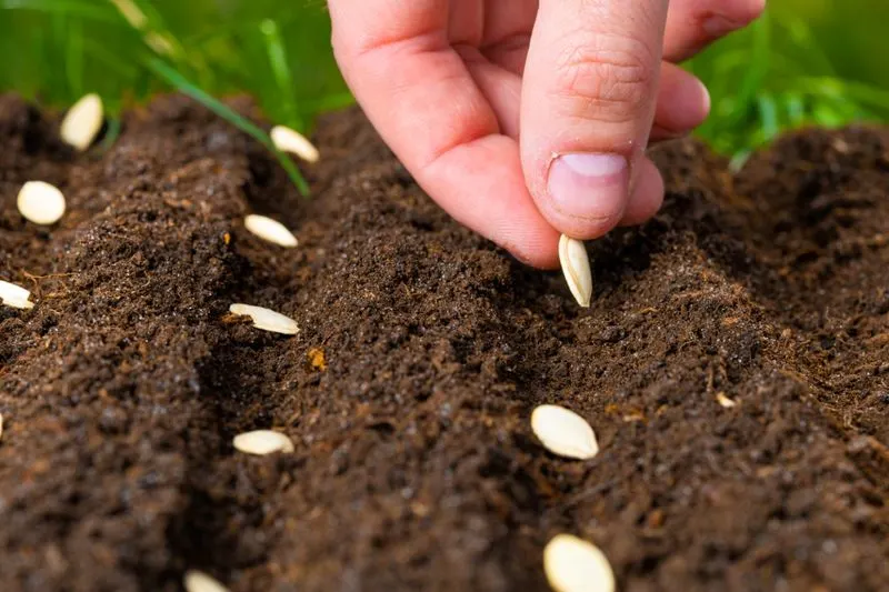 Planting at the Wrong Time