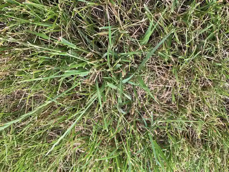 Planting the Wrong Grass Type