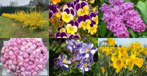 Plants That Survive the Midwest’s Unpredictable Spring Frosts