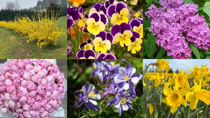 25 Plants That Survive the Midwest’s Unpredictable Spring Frosts