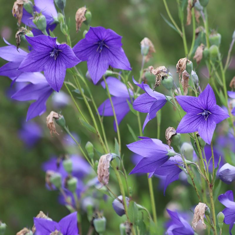 Platycodon (Balloon Flower)