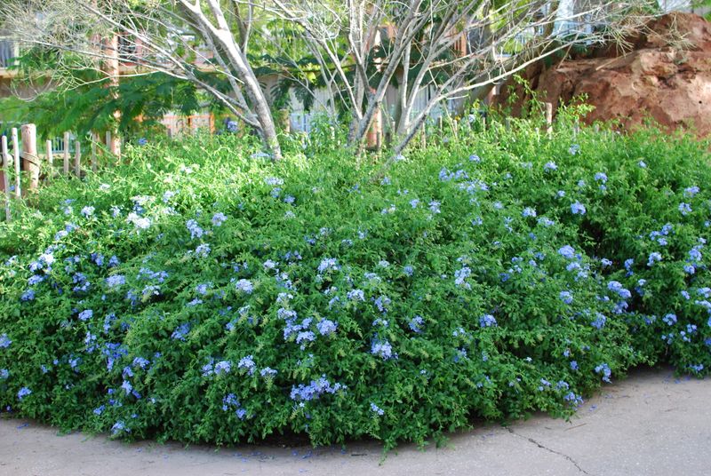 Plumbago