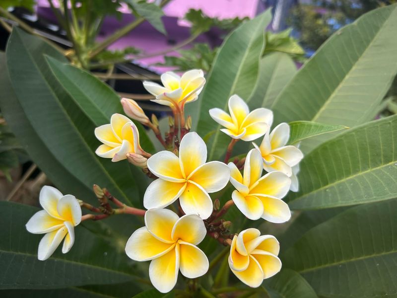 Plumeria