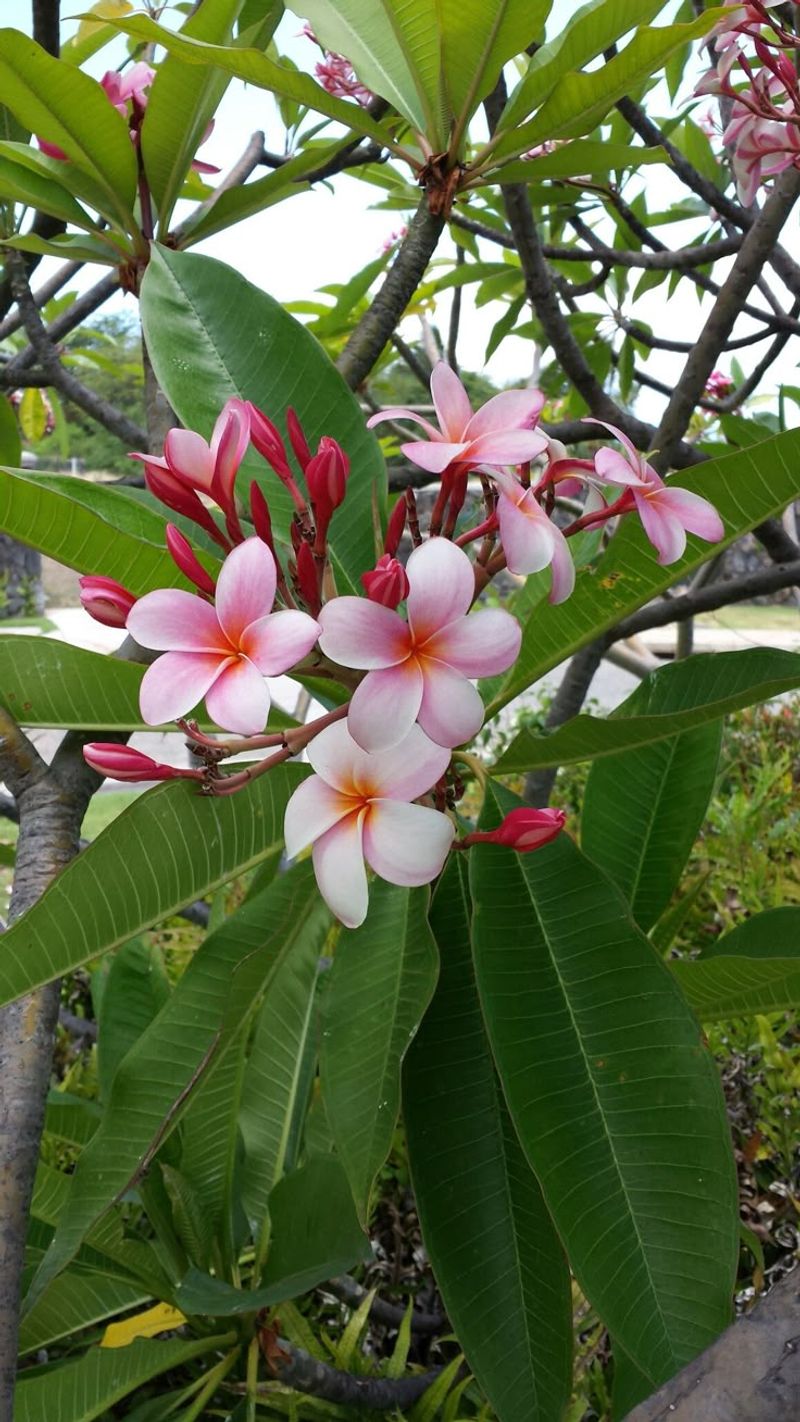 Plumeria