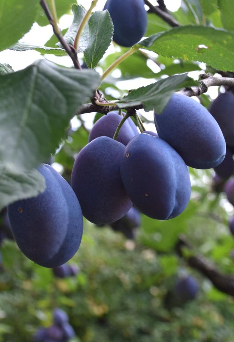 Plums