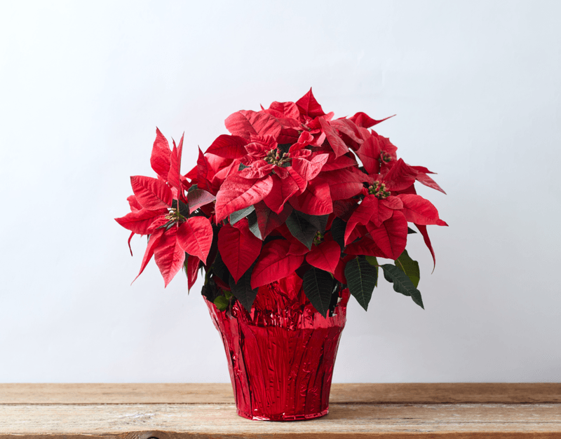 Poinsettia Care Tips