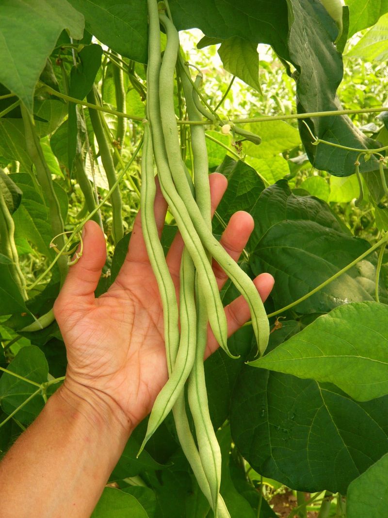 Pole Beans