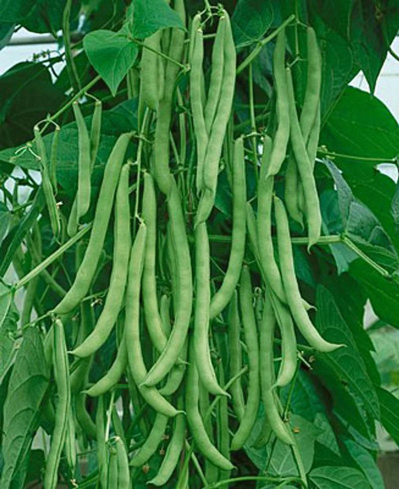 Pole Beans