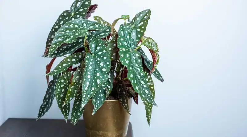 Polka Dot Plant