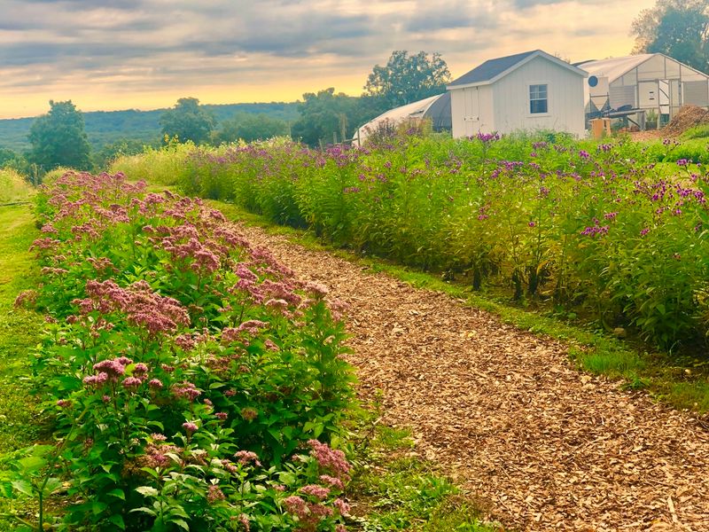 Pollinator Pathways