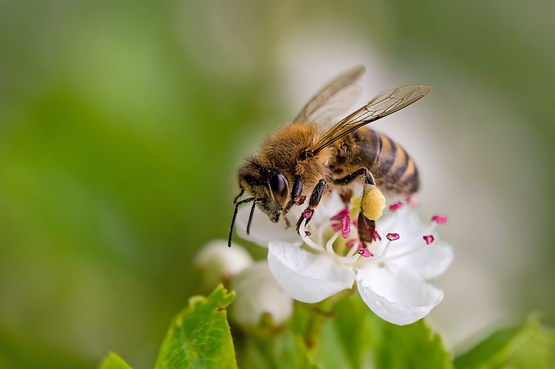 Pollinator Support