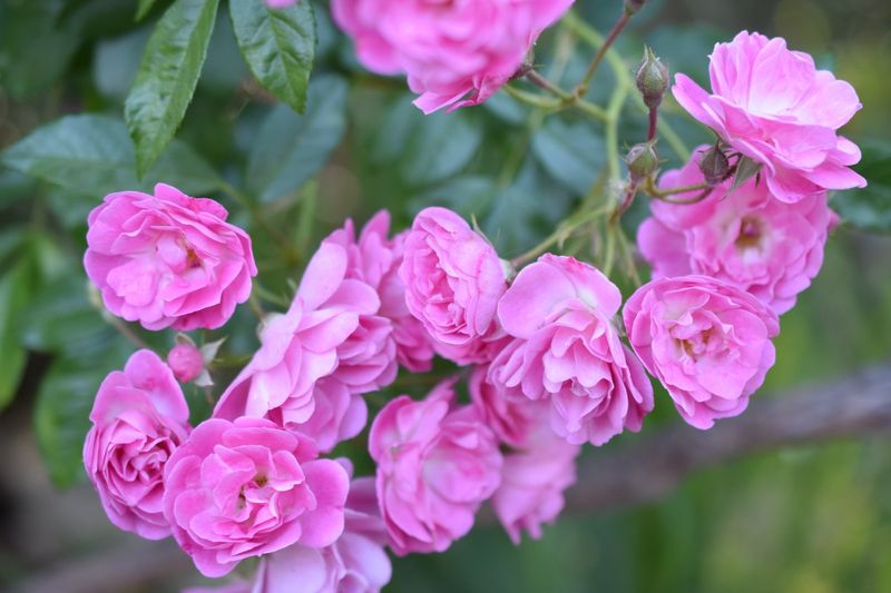 Polyantha Rose