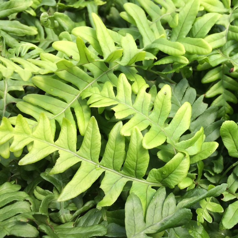 Polypody Fern