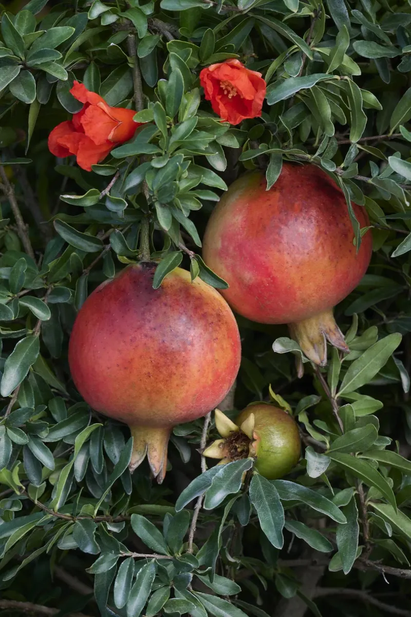 Pomegranate Tree