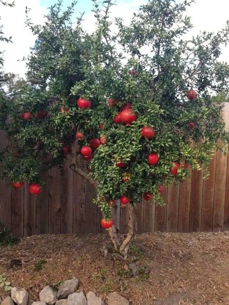 Pomegranate Trees