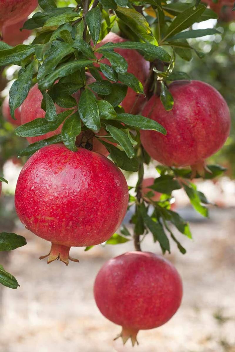 Pomegranates