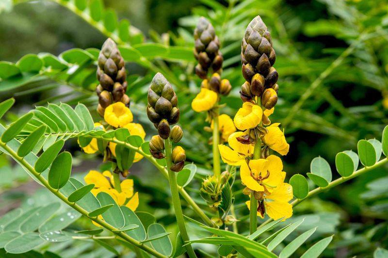 Popcorn Plant