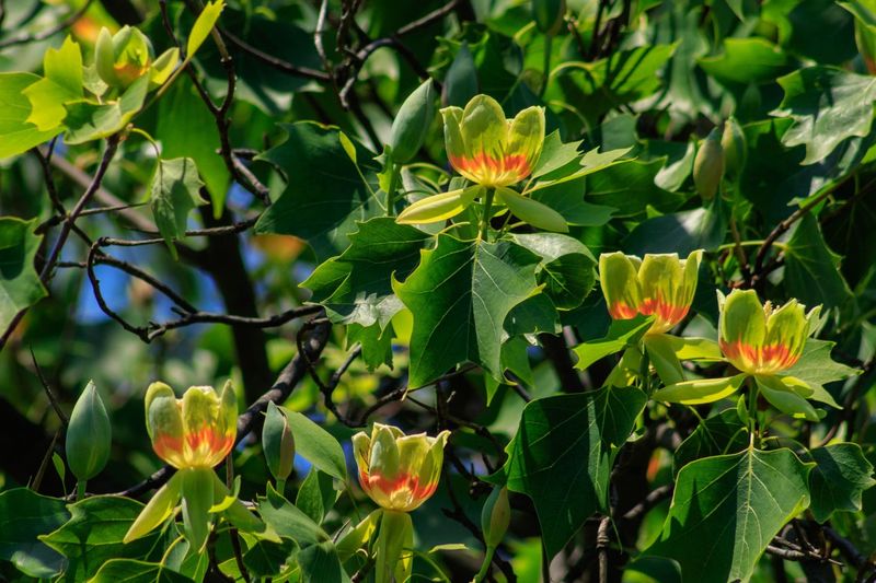 Poplar Tree