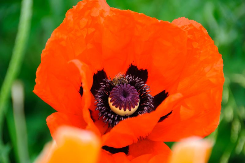 Poppies