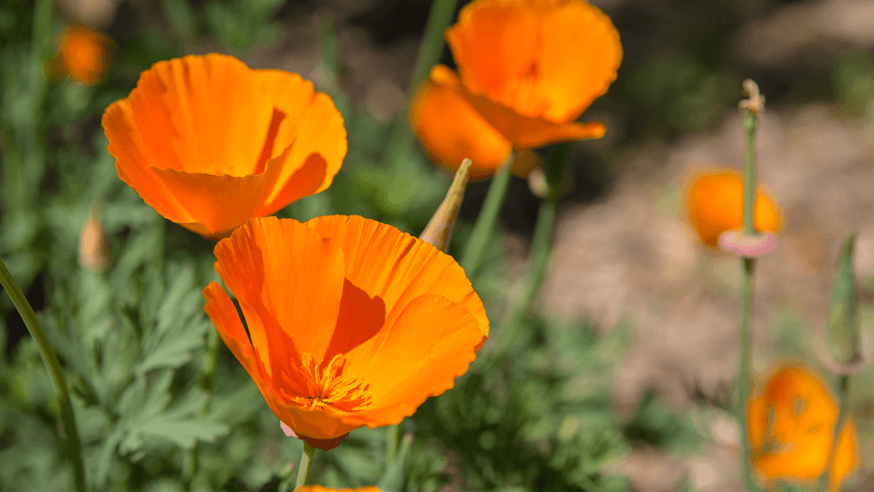 Poppies