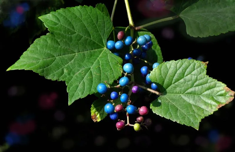 Porcelain Berry