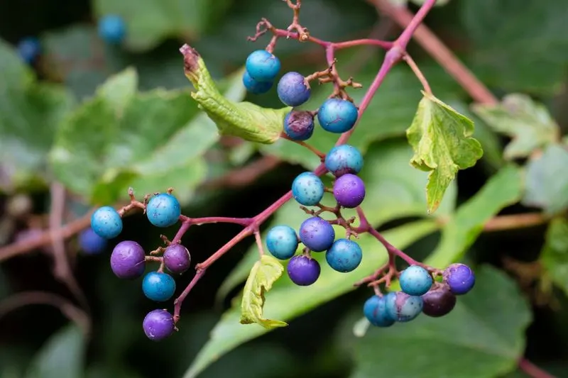 Porcelain Berry (Ampelopsis brevipedunculata)