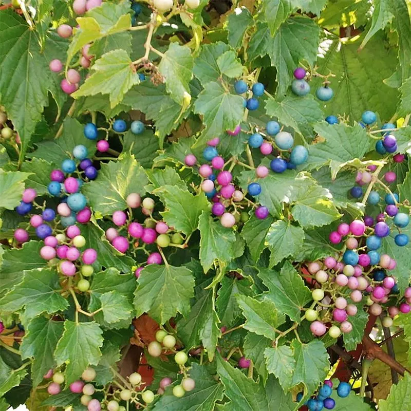 Porcelain Berry