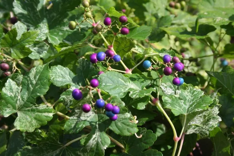 Porcelain Vine