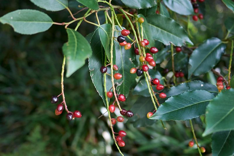 Portuguese Laurel