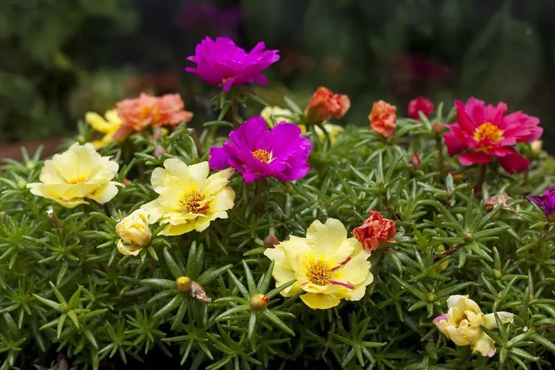 Portulaca