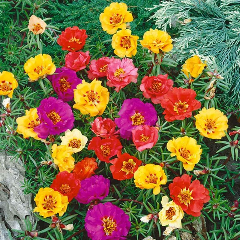 Portulaca