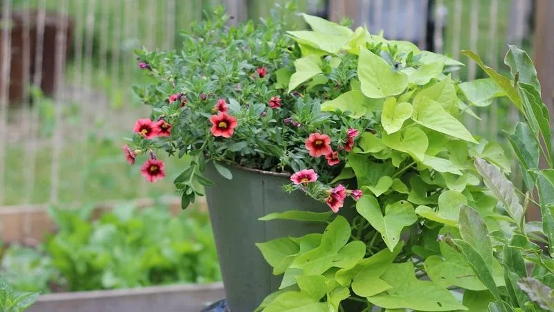 Potato Vine