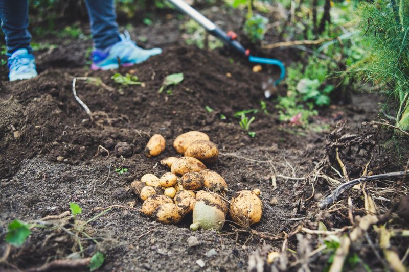 Potatoes