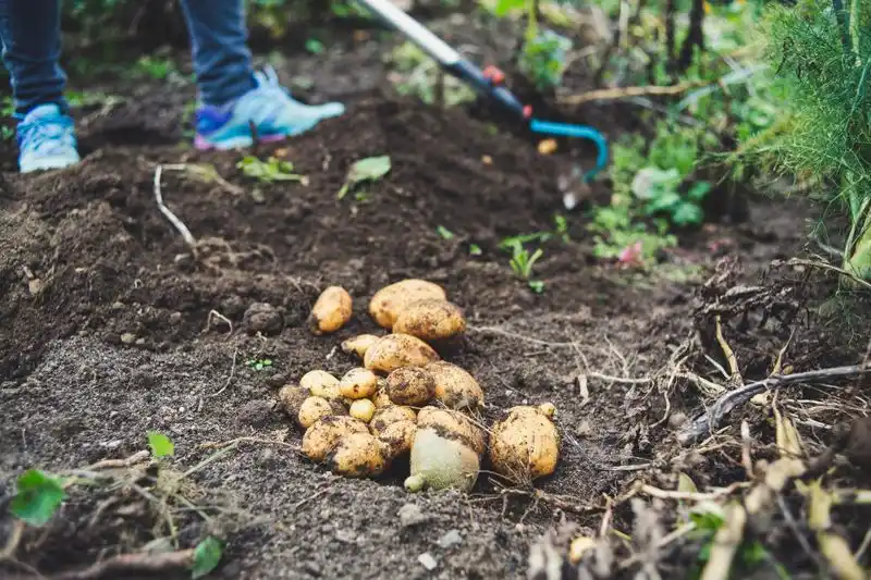 Potatoes