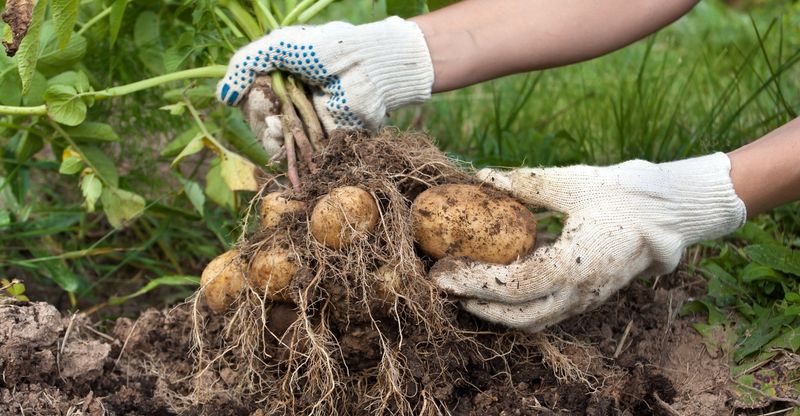 Potatoes