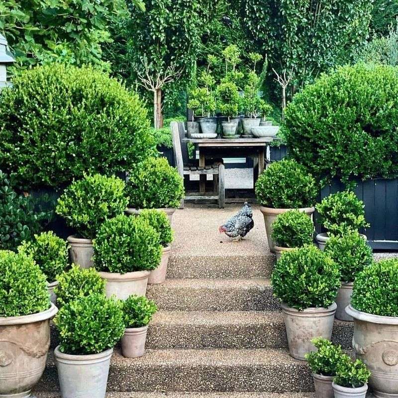 Potted Boxwood Privacy