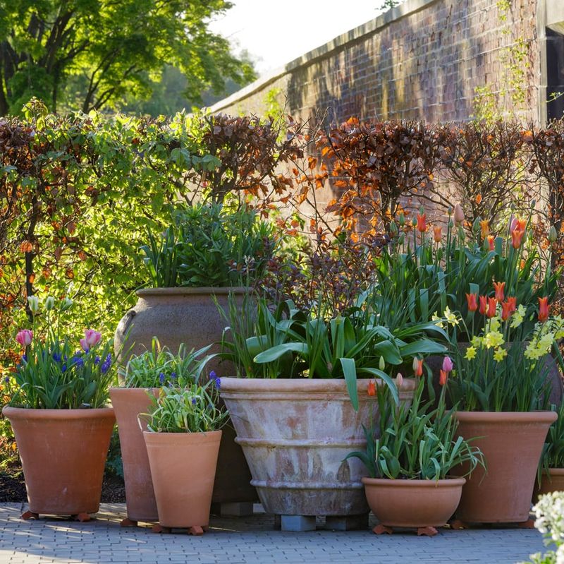 Potted Plant Displays